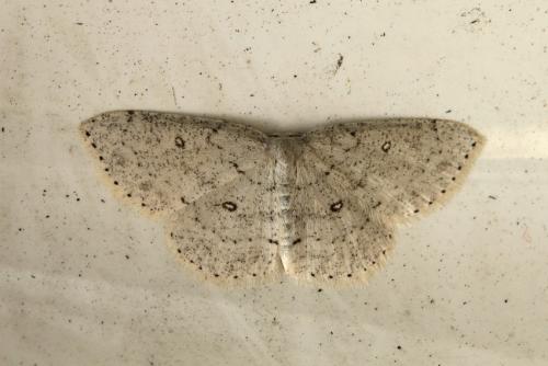 Réf. 216 004 : Cyclophora pendulinaria